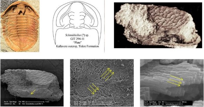 trilobite